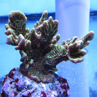 Montipora - Confusa/Spongodes