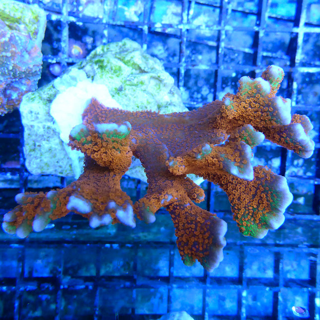 Montipora - Forest Fire