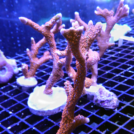 Montipora - Forest Fire