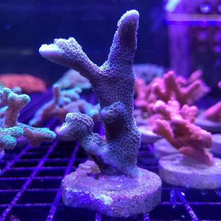 Montipora - German Blue Digitata