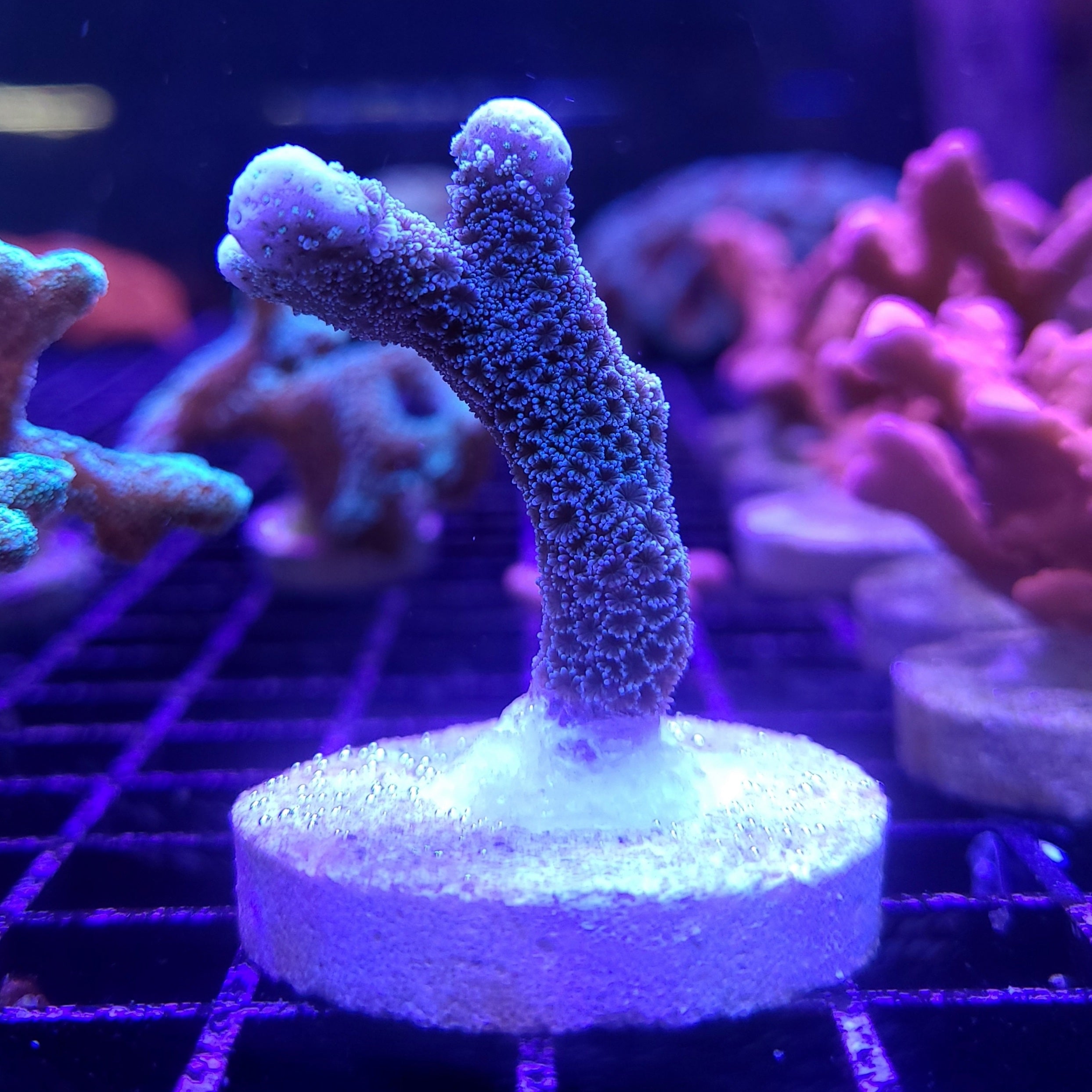 Montipora - German Blue Digitata | JLAquatics Canada – J&L