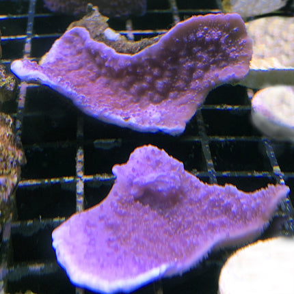 Montipora - Idaho Grape