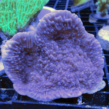 Montipora - Idaho Grape