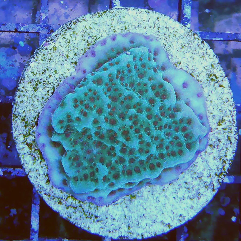 Montipora - Jedi Mind Trick