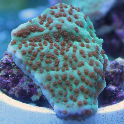 Montipora - Jedi Mind Trick