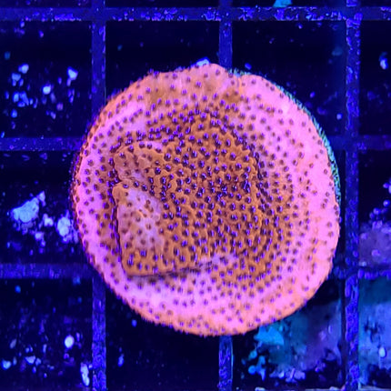 Montipora - Mystic Sunset