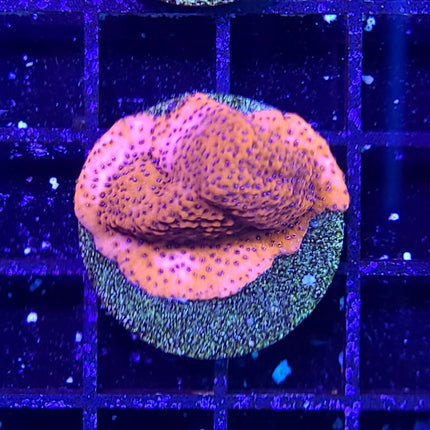 Montipora - Mystic Sunset