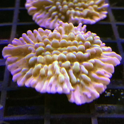 Montipora - Nauti Spiral