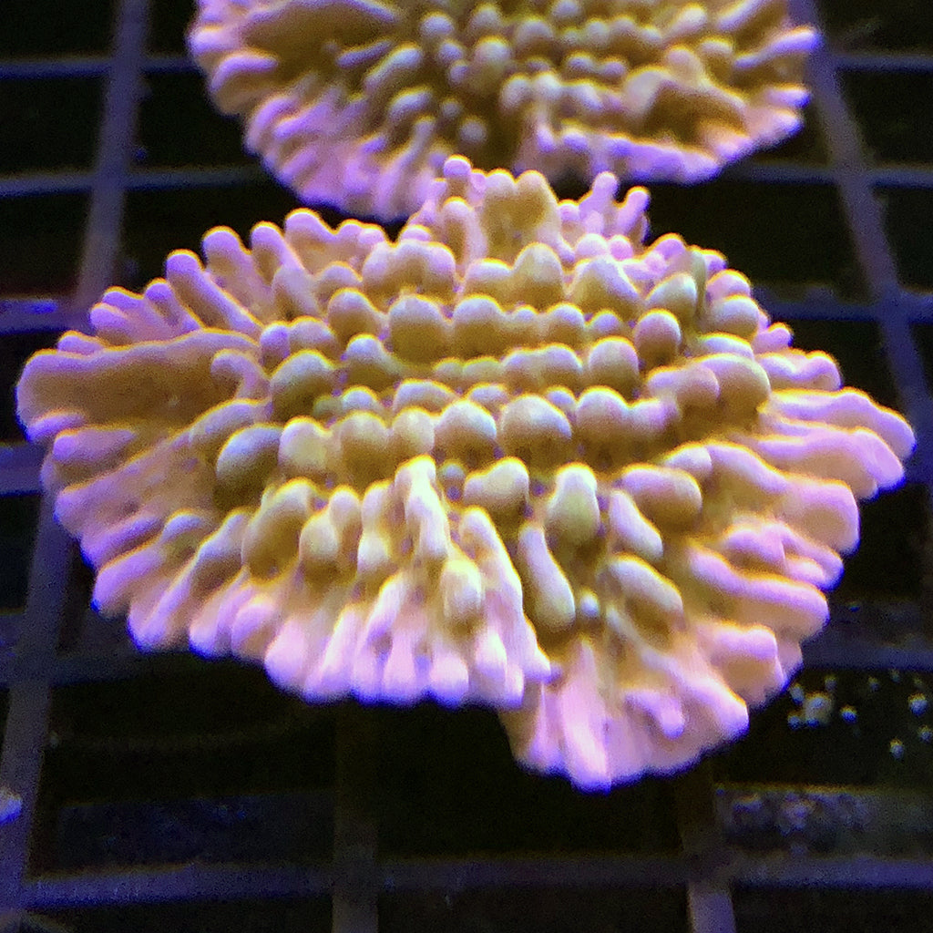 Montipora - Nauti Spiral