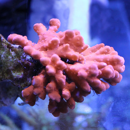 Montipora - Setosa - Orange