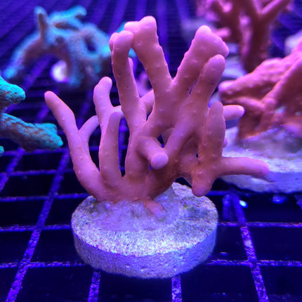 Montipora - Setosa - Orange