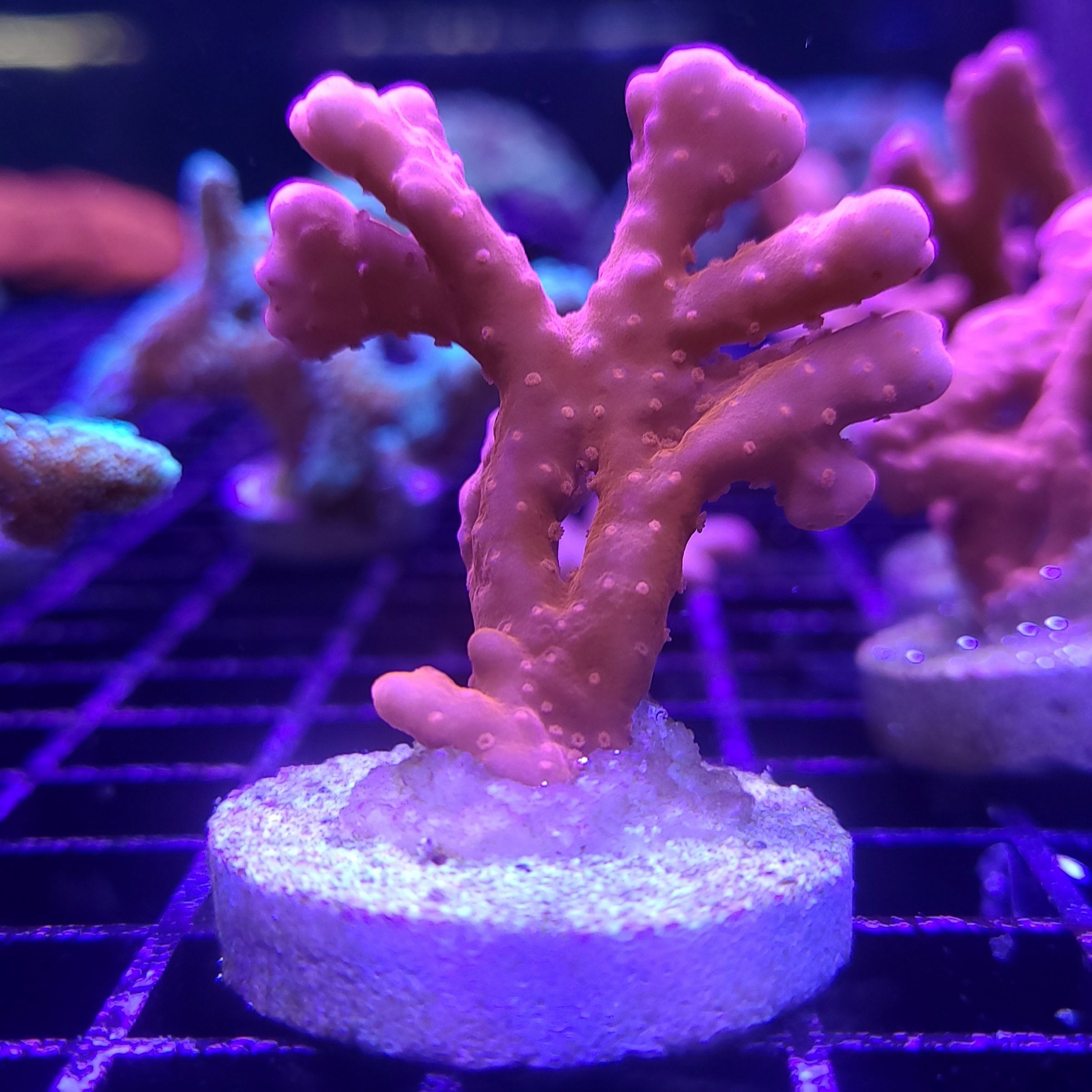 Montipora - Setosa - Orange | JLAquatics Canada – J&L Aquatics Ltd.