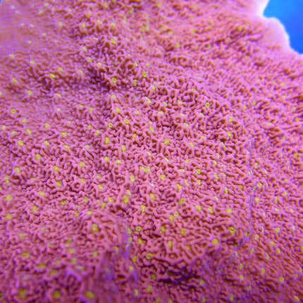 Montipora - Starburst