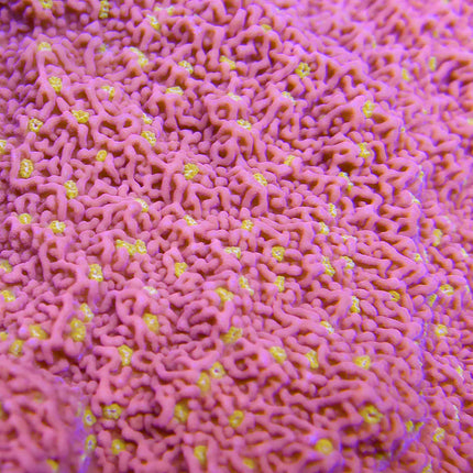 Montipora - Starburst