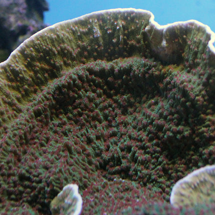 Montipora - Strawberry Field