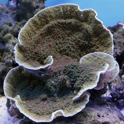 Montipora - Strawberry Field