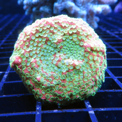 Montipora - Sunset