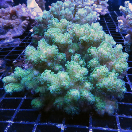 Pocillipora Coral