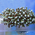 Buy Pocillipora Coral in Canada Poccillipora sp. - J&L Aquatcs