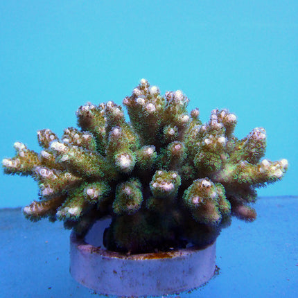 Pocillipora Coral