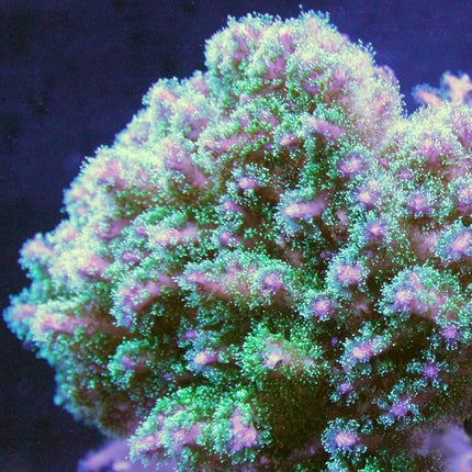 Pocillipora Coral