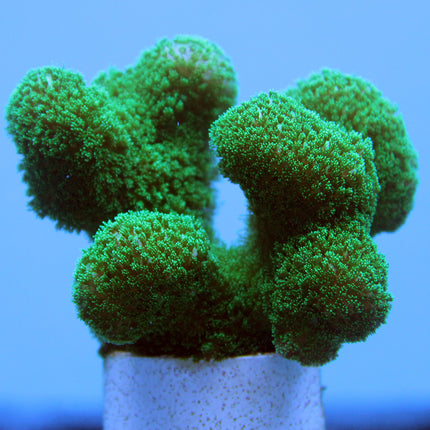 Pocillipora Coral