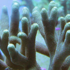 Porites Coral