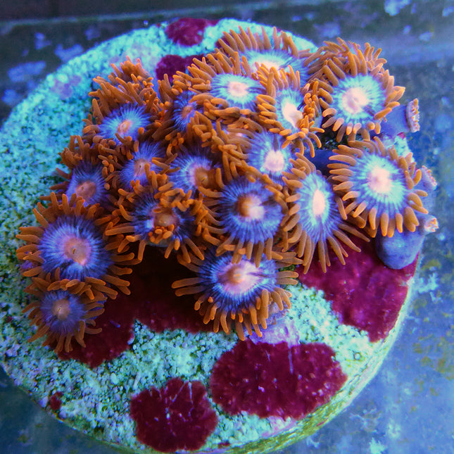 Alien Chaos Zoa