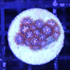 Alpha and Omega Zoa