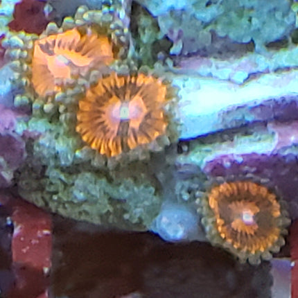 Buy Armor of God Zoa in Canada Zoanthus/Palythoa sp. - J&L Aquatcs