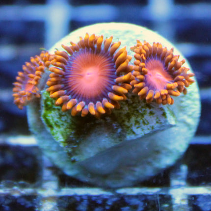 Bam Bam Orange Zoa