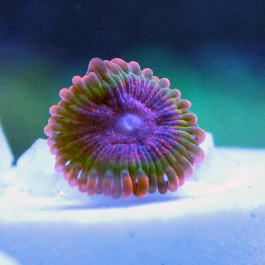 Bloodshot Krakatoa Paly