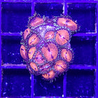 Bloodsucker Zoa