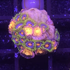 Blow Pop Zoa