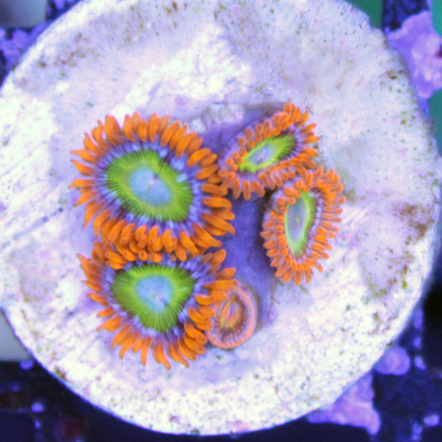 Blue Eyed Blondies Zoa