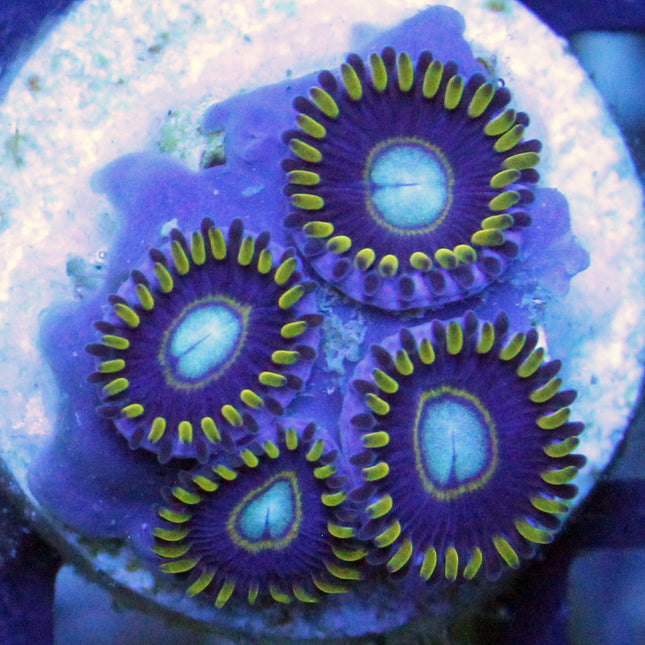 Blue Hornet Zoa