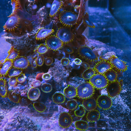 Blue Macaw Zoa