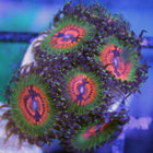 Bowtie Blaster Zoa