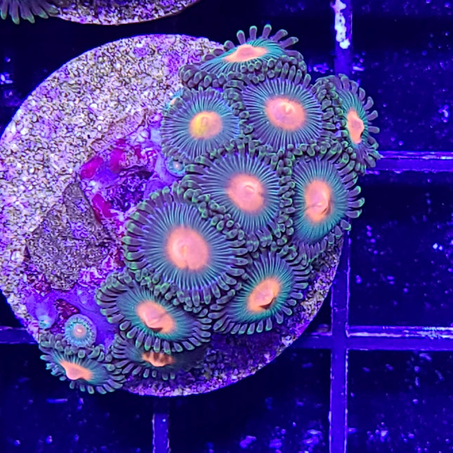 Boyscout / Bay Packer Zoa