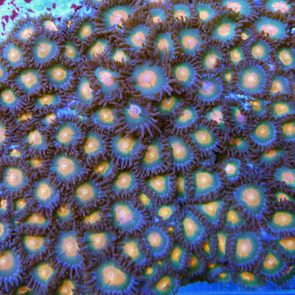 Boyscout / Bay Packer Zoa