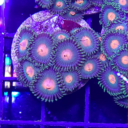 Boyscout / Bay Packer Zoa