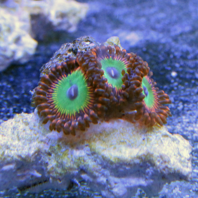 Candy Apple Red Zoa