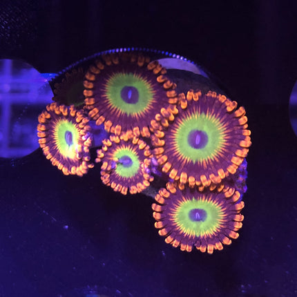 Candy Apple Red Zoa