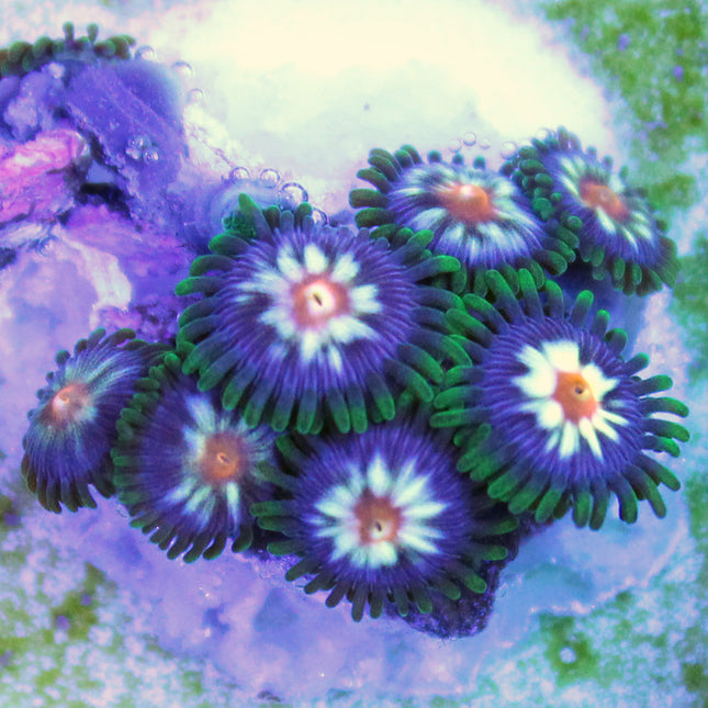 Cosmic Rain Zoa