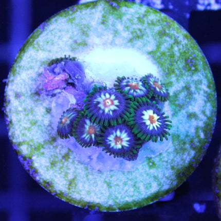 Cosmic Rain Zoa