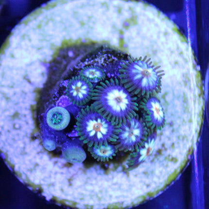 Cosmic Rain Zoa