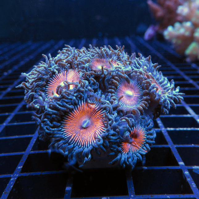 Devil's Armor Zoa