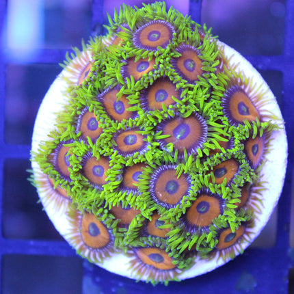 Buy Eagle Eye Zoa in Canada Zoanthus/Palythoa sp. - J&L Aquatcs