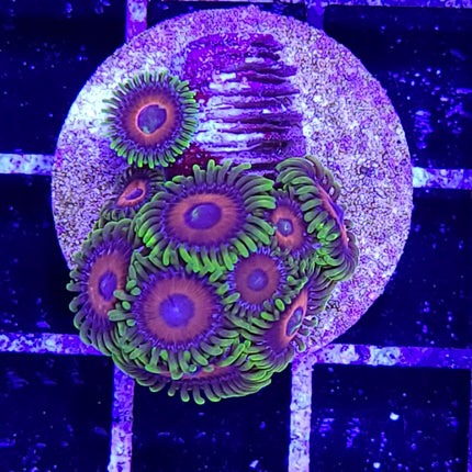 Eagle Eye Zoa