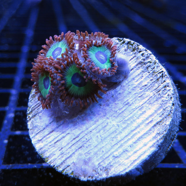 Emeralds on Fire Zoa